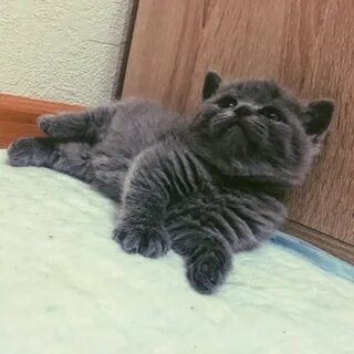 Котята абакан