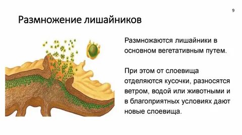 Размножение лишайников осуществляющееся