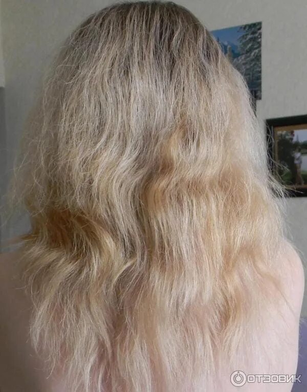 Пористые волосы отзывы. Осветленные пористые волосы. Испорченные волосы. Блонд на пористых волосах. Пористые светлые волосы.