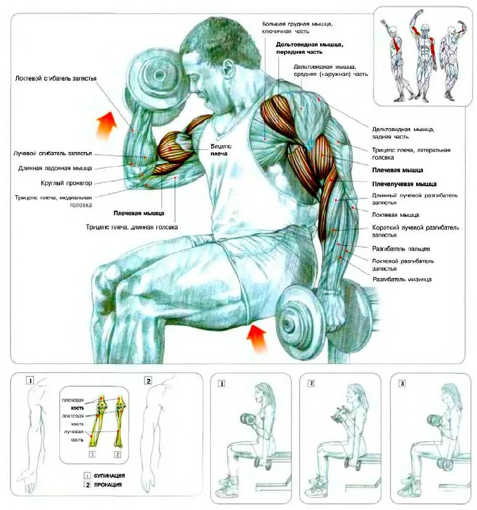 Упражнения для накачки бицепса. Упражнения на бицепс дома. Упражнения для бицепса в домашних. Как качать бицепс в домашних условиях.