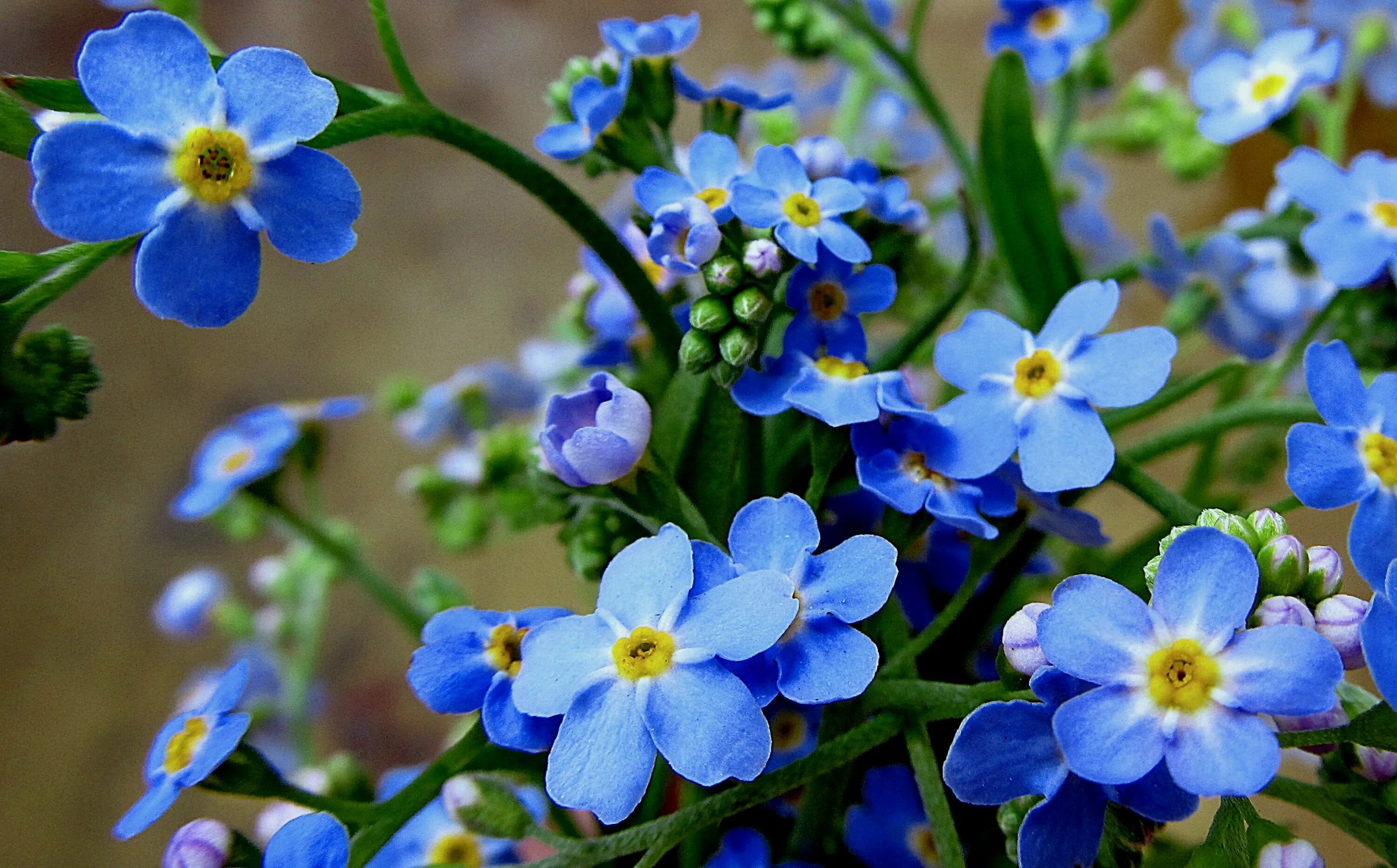 Незабудка видела. Незабудка мелкоцветковая. Незабудка Полевая (Myosotis arvensis). Незабудка ультрамарин. Незабудка гибридная.