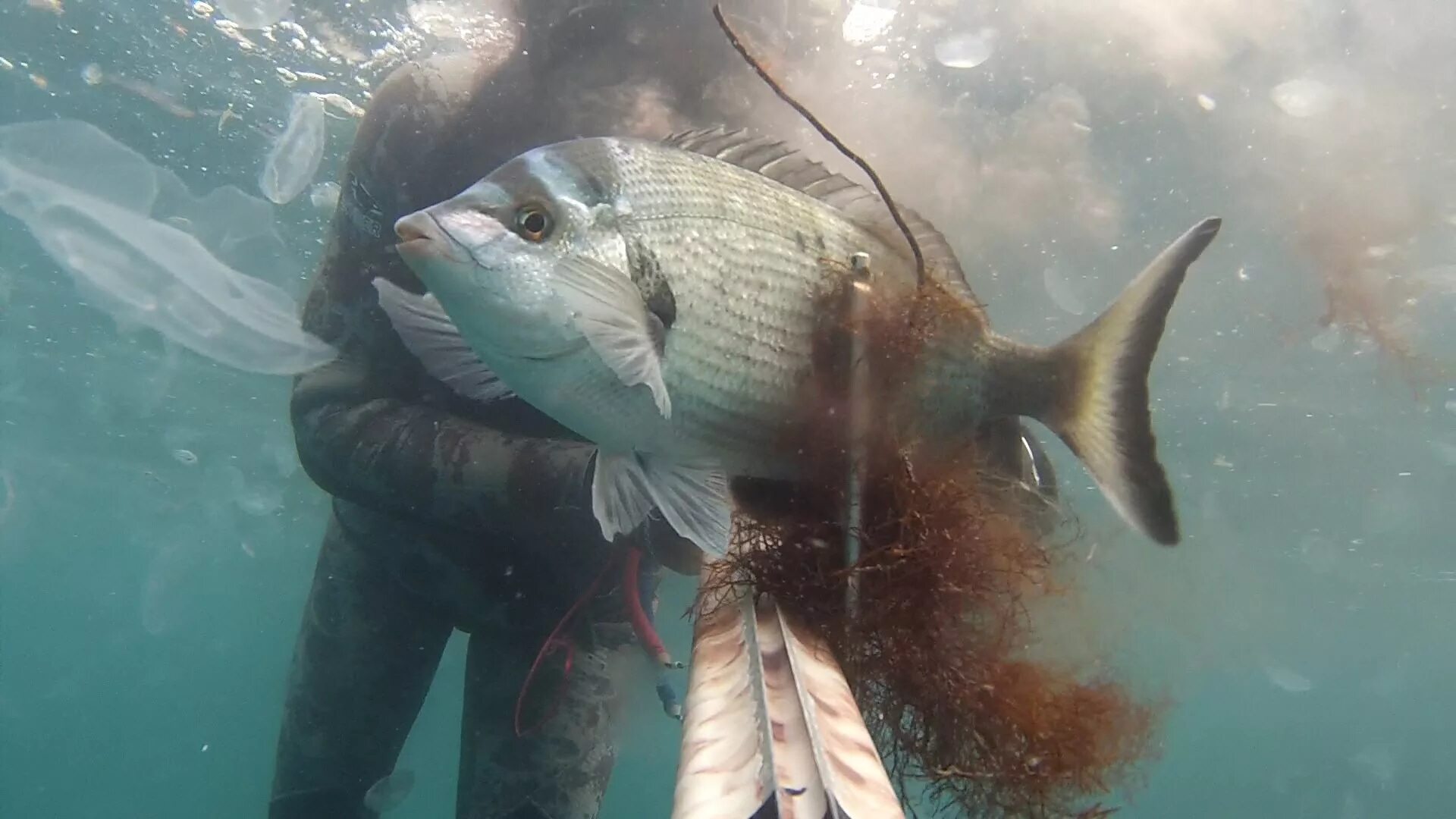 Медведь гризли нападение. Рыба дельфин. На какую рыбу охотятся. Щука. Медведь ловит рыбу.