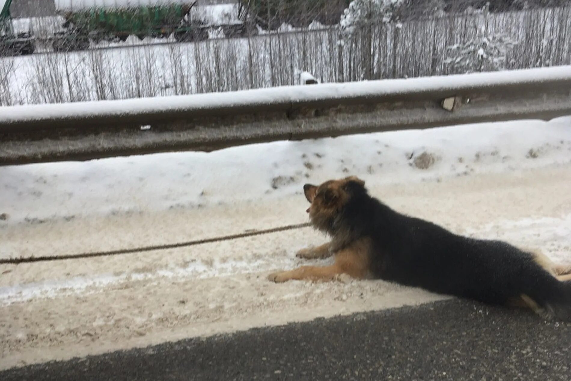 бездомные животные с надписями. добрый дом белгород приют. ищем дом для животных. вичуга). помоги найти дом бездомным животным в соликамске.