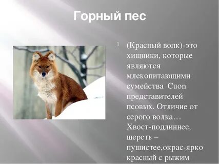 Описание красного волка из красной книги