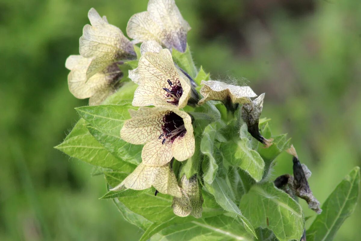 гиосциамус (белена). белена черная ядовитое растение. гиосциамус (белена). белена ядовитое растение. фото белены.
