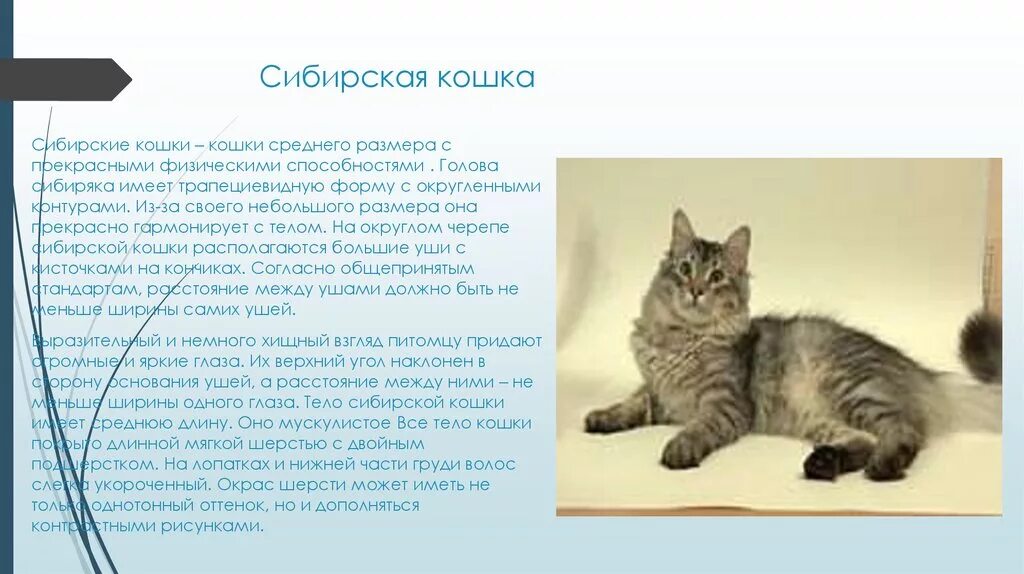 Как описать кошку. Порода кошек Сибирская доклад 2 класс. Описание кошки. Сибирская кошка описание. Характеристика кошки.