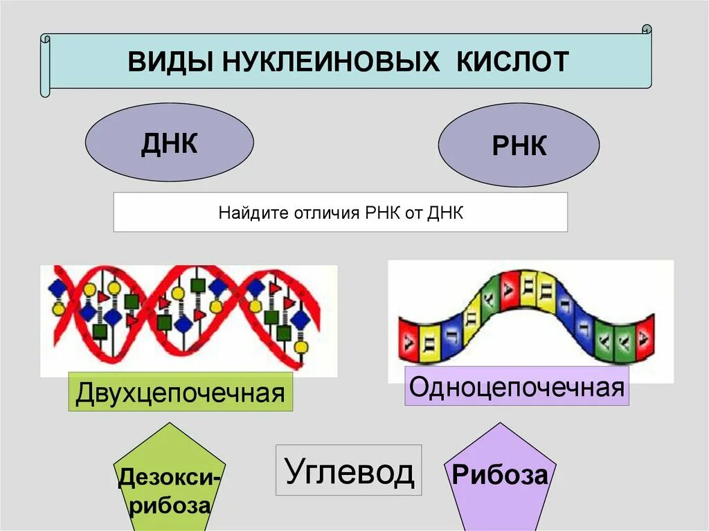 Днк какая форма. Виды ДНК И РНК. Нуклеиновые кислоты РНК. Типы нуклеиновых кислот ДНК И РНК. Нуклеиновая кислота ИРНК.