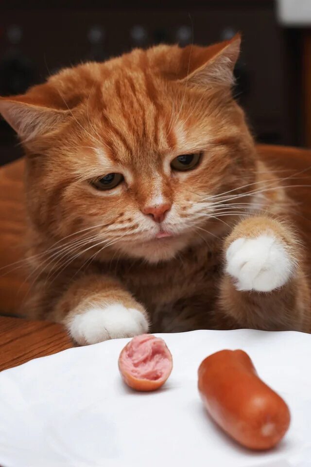 Красный голодный. Кот с сосисками. Котенок с колбасой. Кошачьи колбаски. Котенок с сосиской.