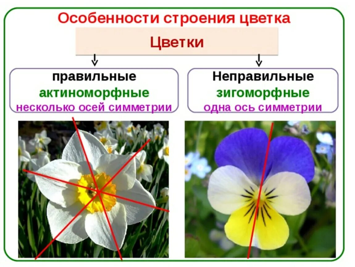 Актиноморфные и зигоморфные цветки. Строение околоцветника актиноморфный. Актиноморфный и зигоморфный околоцветник. Типы околоцветника актиноморфный.