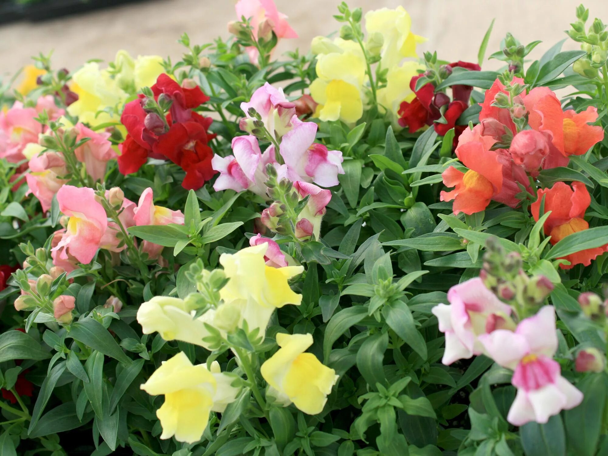 ампельный львиный зев дип перпл. львиный зев ампельный и петуния. антирринум красный. антирринум ампельный. антирринум голден монарх.