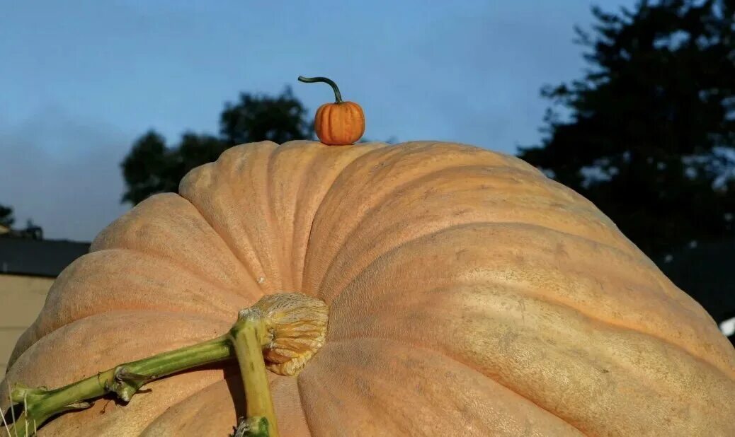 Giant Pumpkin. Тыква Биг Мун. Семена гигантской тыквы. Самая крупная тыква. Наш сосед вырастил огромную тыкву