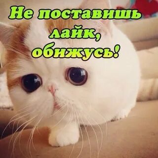 Варюша
