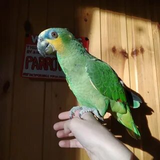 Попугай венесуэльский амазон
