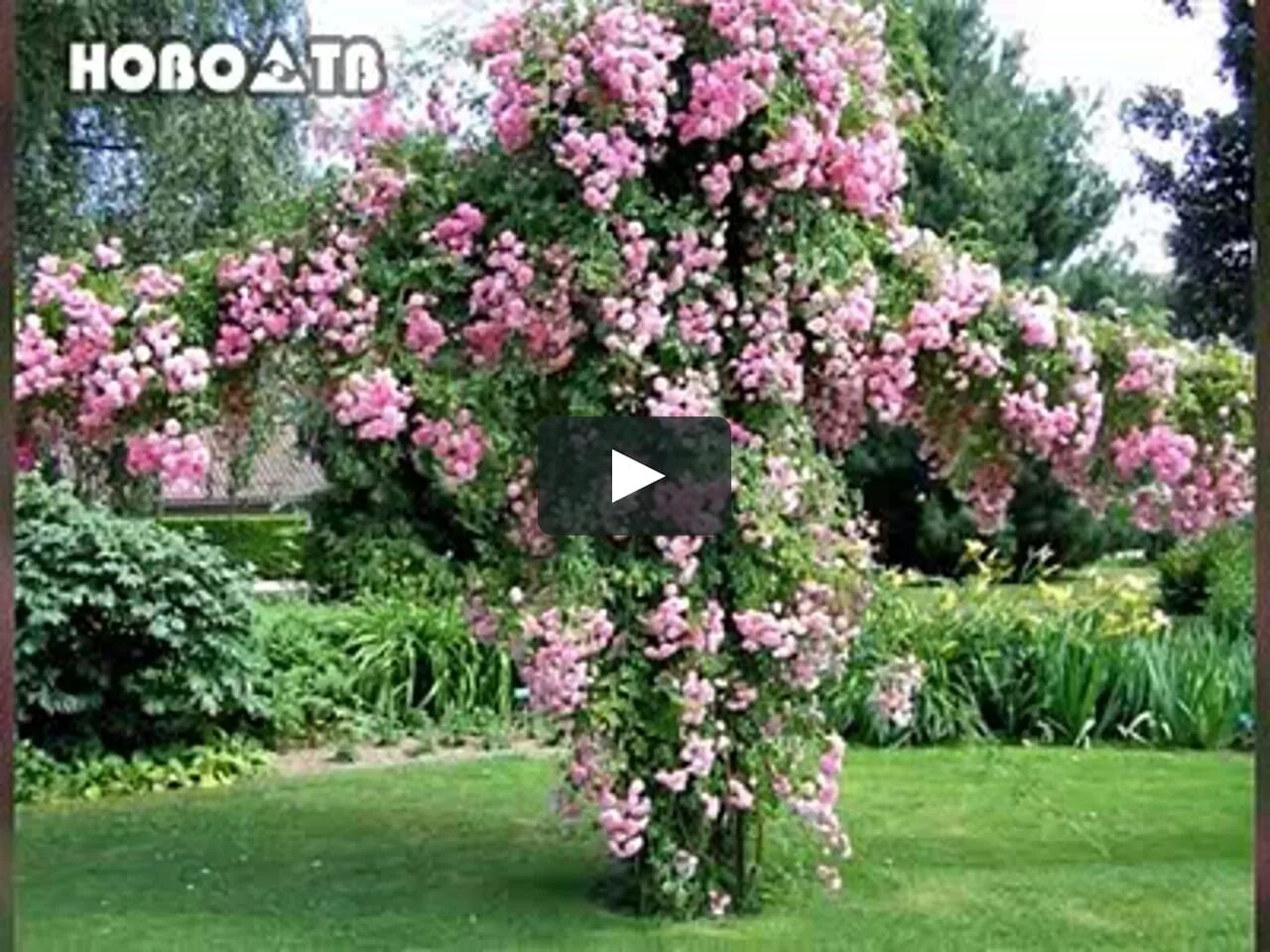 Вьющиеся розы для арки быстрорастущие
