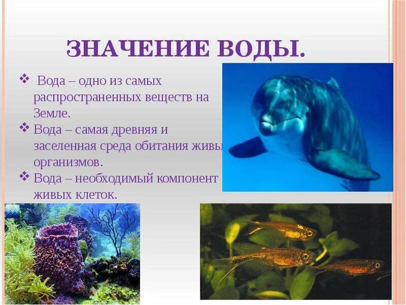 Какое значение вода имеет для животных. Вода в жизни организмов. живые организмы обитающие в водной среде.