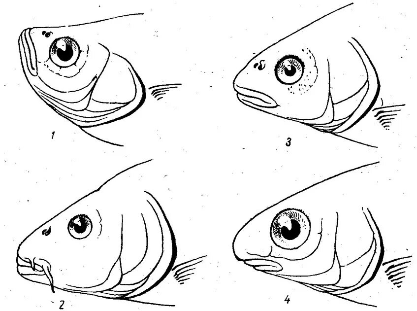 Схема в виде рыбы. Положение рта у рыб. Строение рта рыбы. Типы рта у рыб. Жабры рыбы рисунок.
