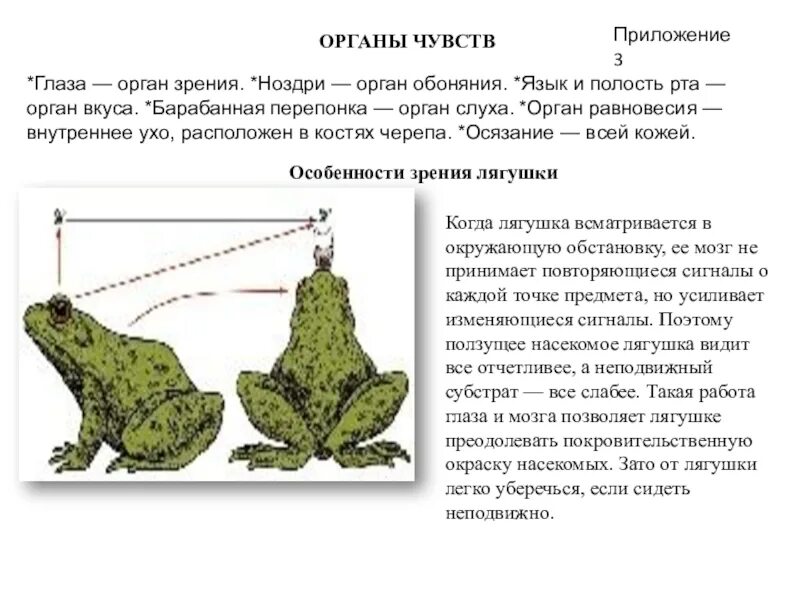 Органы обоняния амфибий. Органы обоняния у земноводных. Парные органы обоняния у земноводных. Органы равновесия у земноводных.