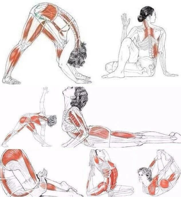 Статическое упражнение на мышцы живота и спины. Силовой стретчинг упражнения. Упражнения на спину. Упражнения на растягивание мышц. Растяжка мышц спины упражнения.