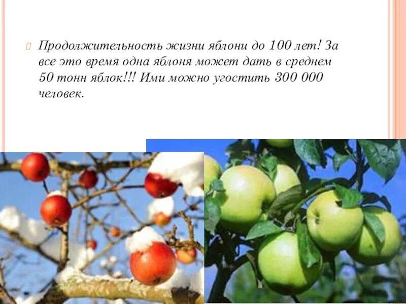 Яблоня какой класс. Продолжительность жизни яблони. Срок жизни плодовых деревьев. Яблоня Продолжительность жизни дерева. Сколько живет яблоня Продолжительность.