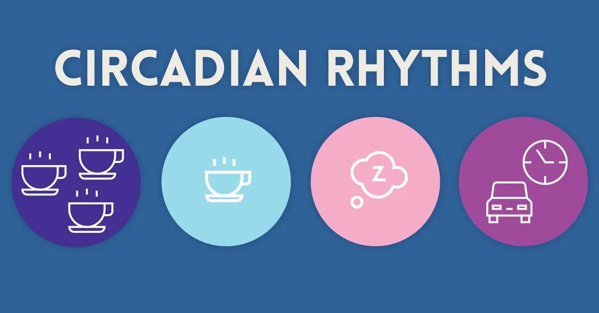 Circadian rhythm