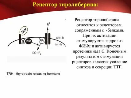 Рецепторы к ттг