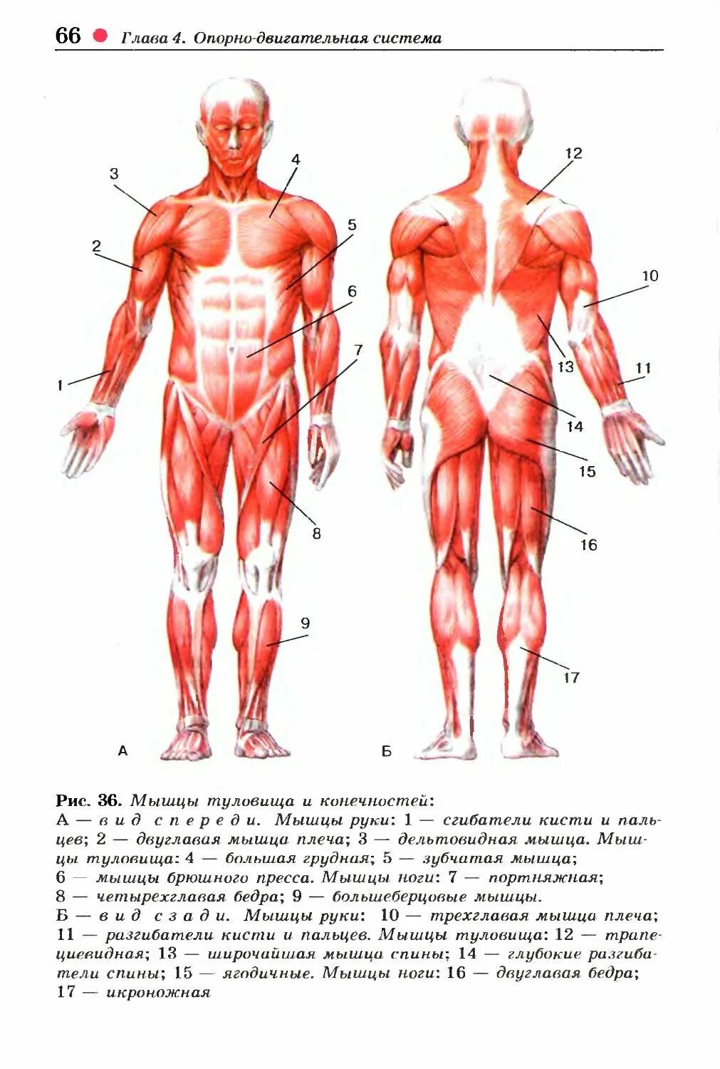 Мышцы туловища спереди схема. Рис 42 мышцы туловища и конечностей. Мышцы туловища спереди анатомия. Мышцы туловища и конечностей 8 класс биология. Главная мышца тела