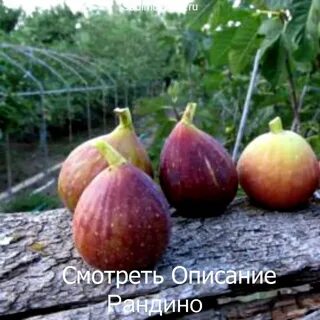 Инжир саженцы сорта