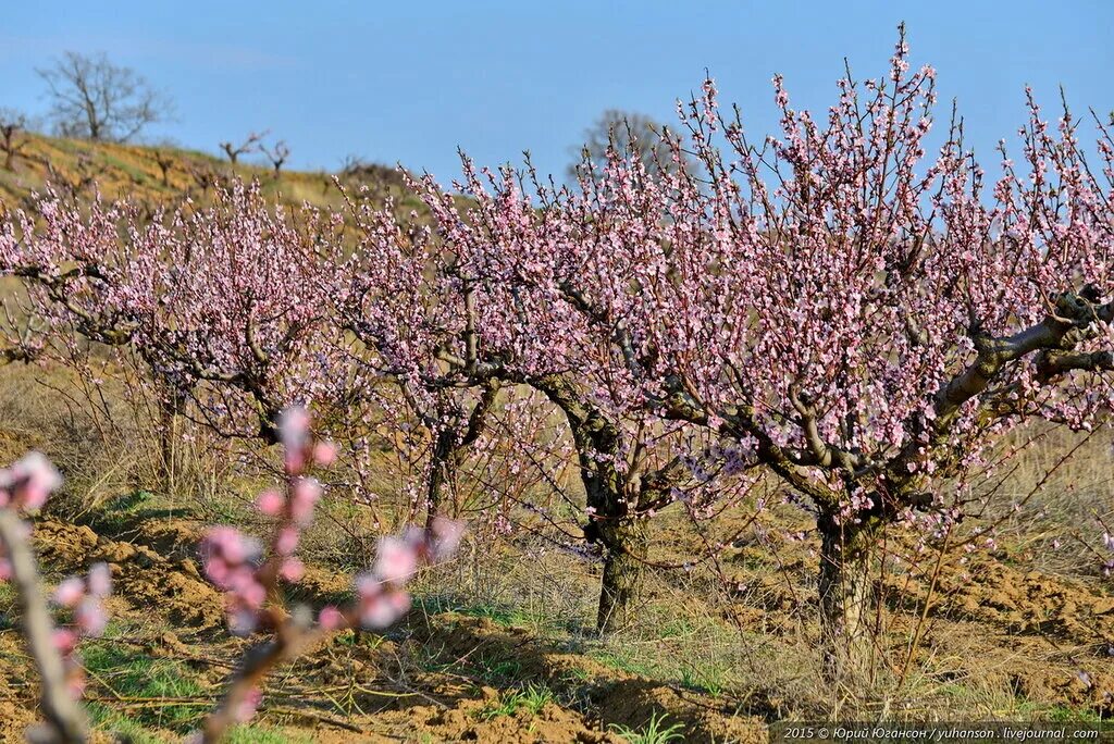 тысяча цветов персика. цветки персикового дерева вблизи. цветки колокольчатые на персике. крым цветение миндаля тюльпанов. цветение персика.