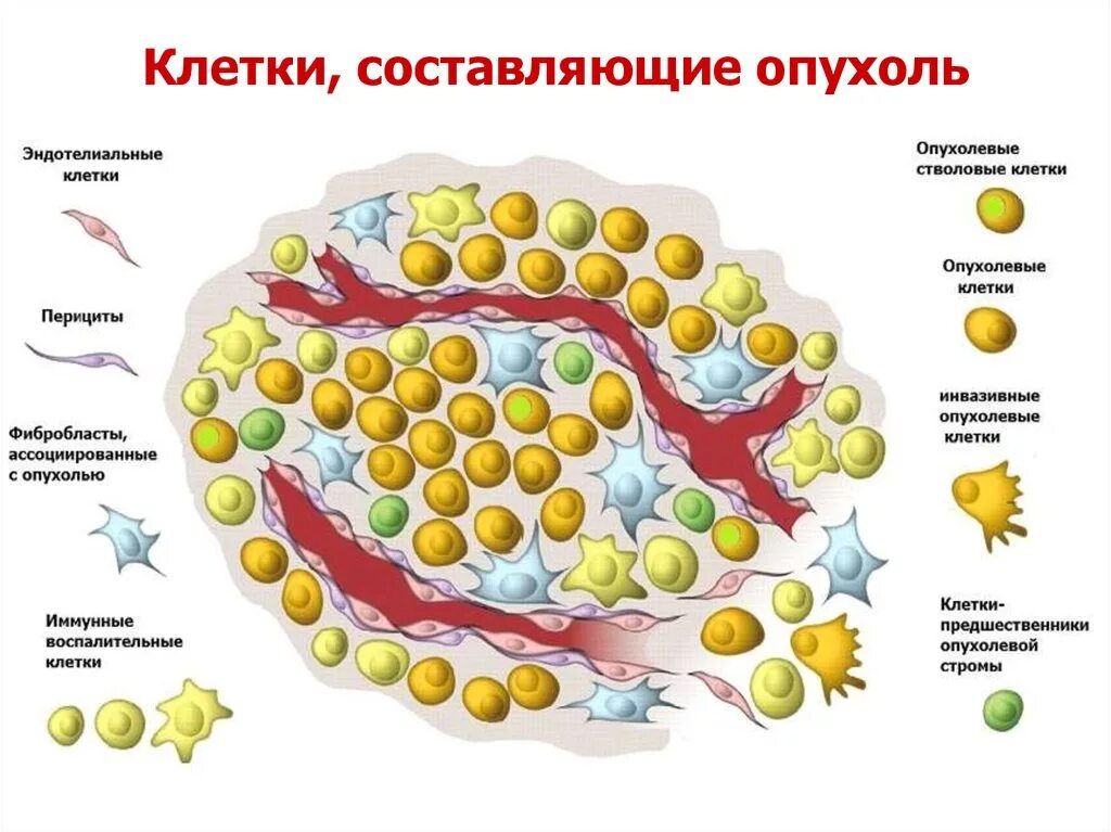 Органоидность строения опухоли. Строение опухоли схема. Строение опухолевой клетки. Строение раковой клетки. Питание раковой клетки