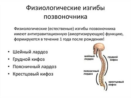 Физиологический изгиб позвоночника выпуклостью кпереди называется