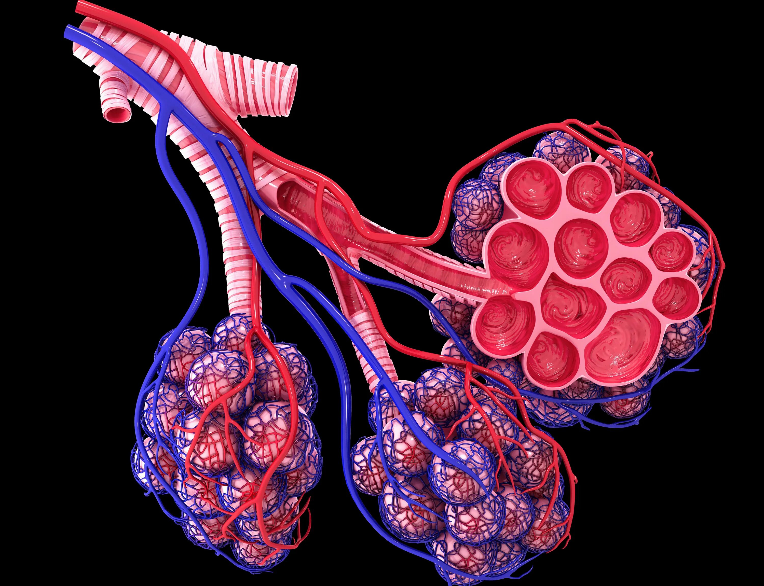 Легочные пузырьки в легких. Alveoli Anatomy. Легочные капилляры. Легочные пузырьки. Капилляры легочных пузырьков.