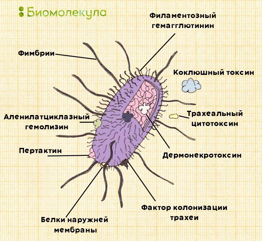 Коклюш бактериальная. Коклюш строение бактерии. Строение коклюшной палочки. Бордетеллы антигенная структура. Bordetella pertussis строение.