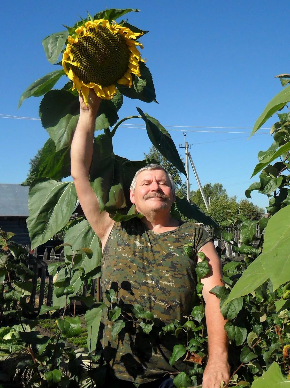 Подсолнухи на даче. Подсолнухи в огороде. Гигантский подсолнух. Подсолнух растет. Как сажать подсолнухи семечками