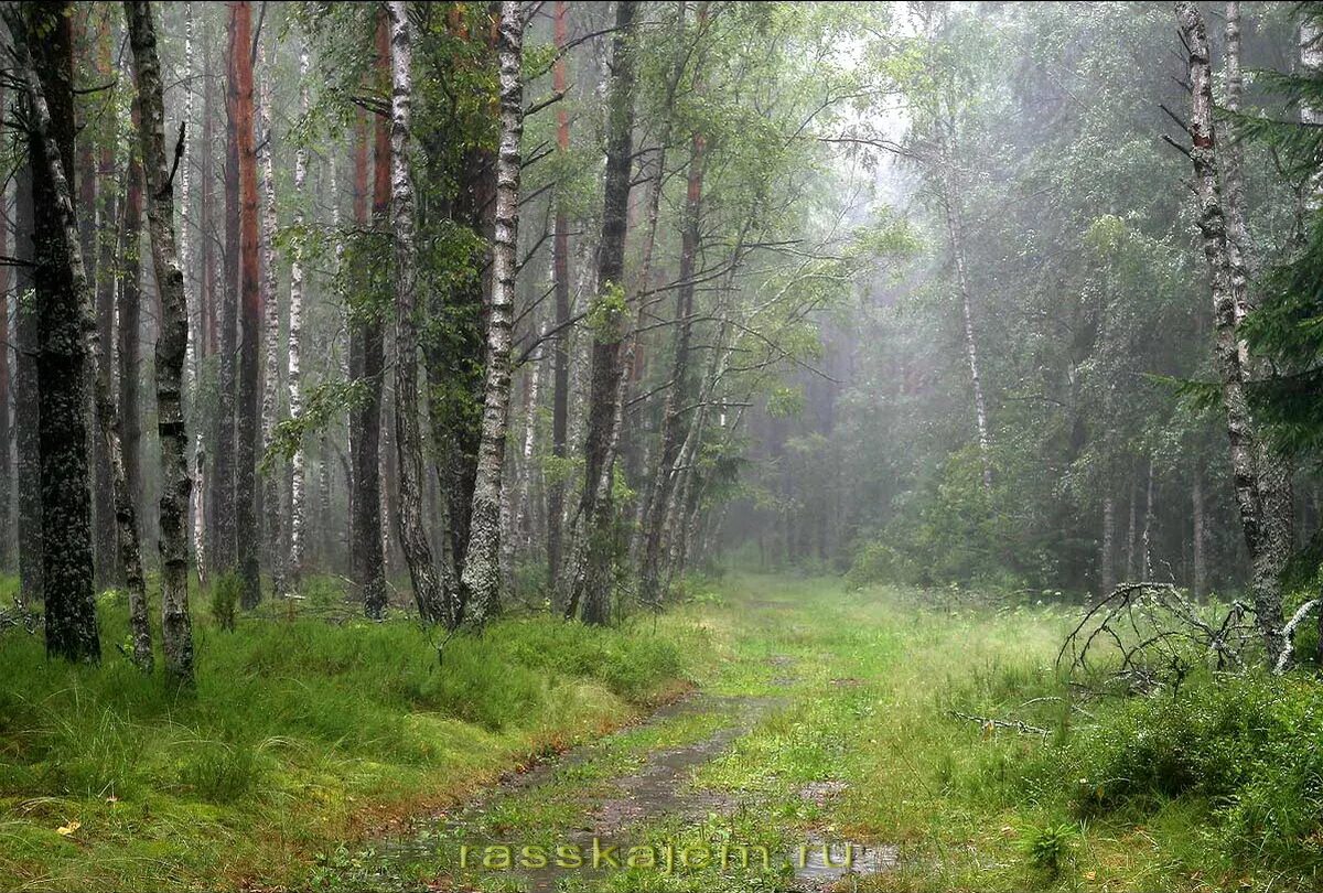 Дождь в лесу стих. Дождь в лесу. Лес после дождя. Пасмурный день в лесу. Дождливый лес.