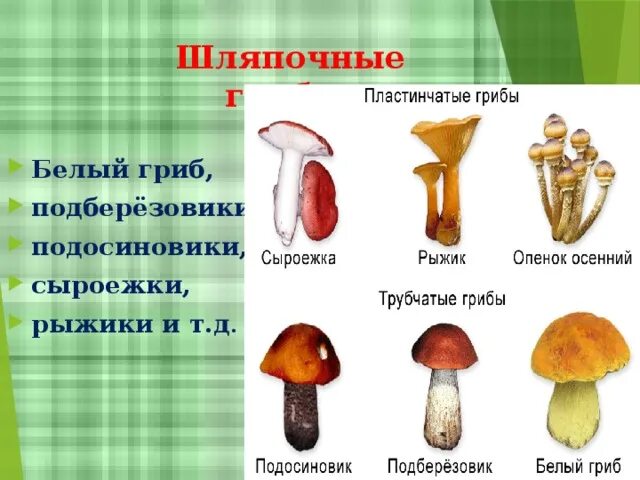 Значение грибов в природе 7 класс биология. Грибы в жизни человека сообщение. Грибы в жизни человека и в природе. Шляпочные грибы. Сообщение на тему грибы в жизни человека.