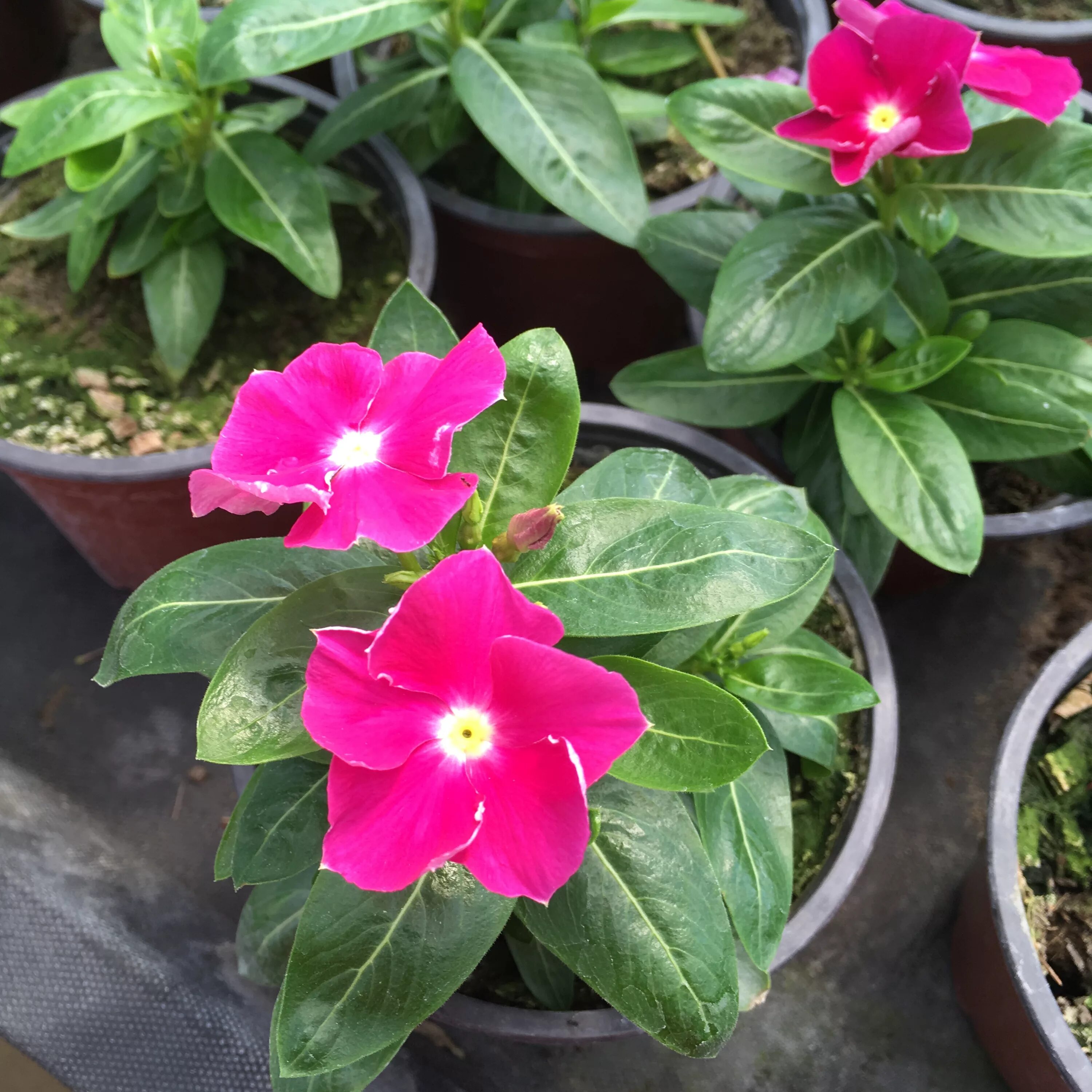 бальзамин катарантус. катарантус выращивание из семян когда сажать. катарантус сиеста. катарантус аристократ. катарантус выращивание из семян когда сажать.