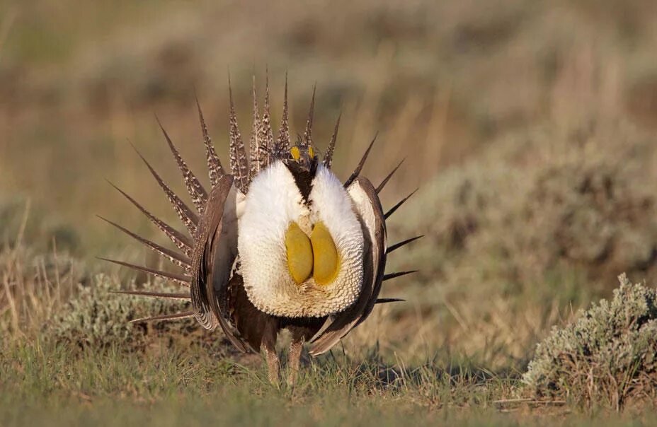 Полынный (шалфейный) тетерев. Шалфейный тетерев. Полынный тетерев. Шалфейный тетерев. Шалфейный тетерев самец.