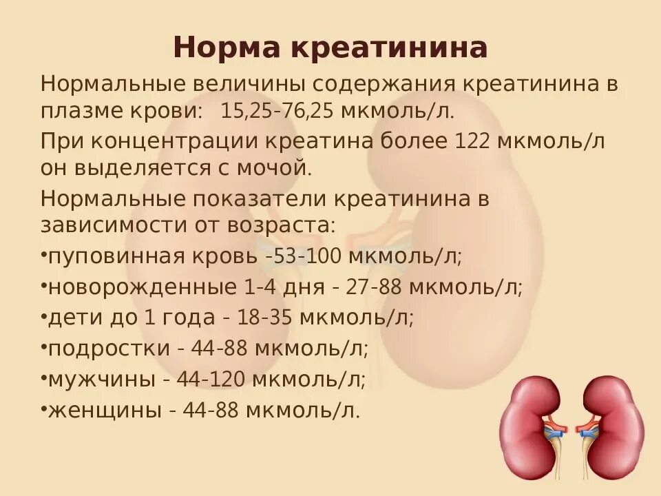 Креатинин в какой моче. Показатели почек креатинин. Креатинин показатели нормы в крови. Креатинин почки. Нормальные показатели мочевины крови.