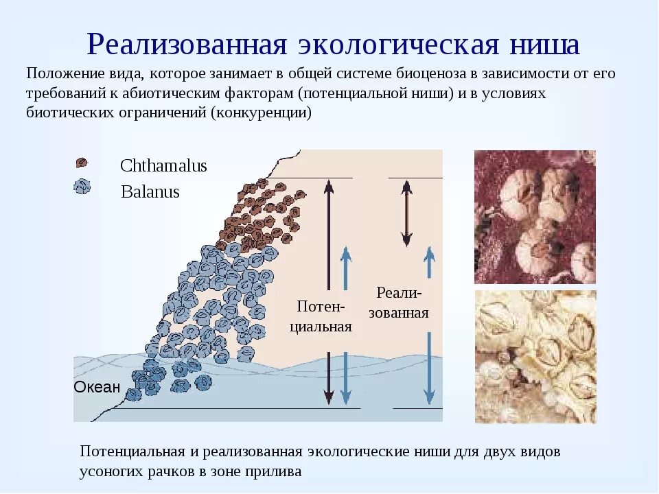 Фундаментальная экологическая ниша. Реализованная экологическая ниша. Потенциальная и реализованная экологическая ниша. Фундаментальная и реализованная экологическая ниша примеры. Экологическая ниша презентация 9