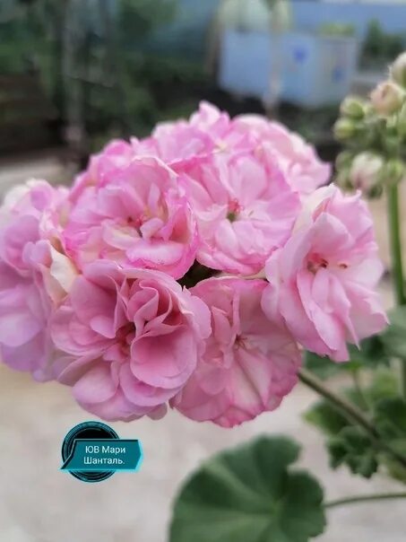 Пеларгония юв шанталь. Пеларгония юв мария шанталь. Юв маленькая англия пеларгония. Пеларгония rushmoor orinoco. Пеларгония юг купидон.