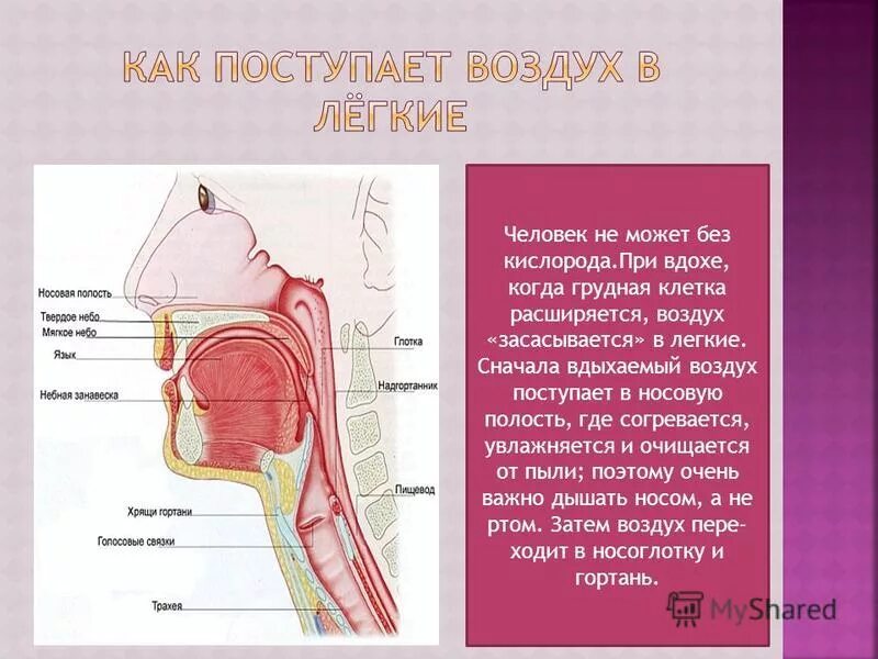 Попадание воздуха в полость. При вдохе воздух из гортани поступает в. При вдохе воздух из трахеи поступает в. Воздух поступает в носовую полость. Из гортани вдыхаемый воздух попадает в.