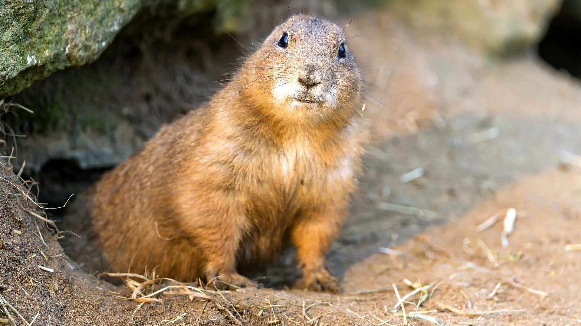 Альпийский сурок. Соня полчок зимой. Соня полчок спячка. Грызун впадающий в. Орешниковая соня спит.