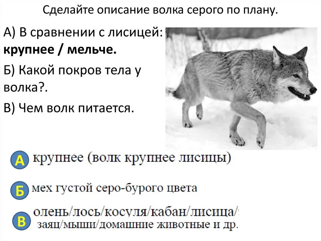 Серый волк краткое содержание. Описание волка серого по следующему плану. Описание волка. Описать волка и чем питается. Описать волка.