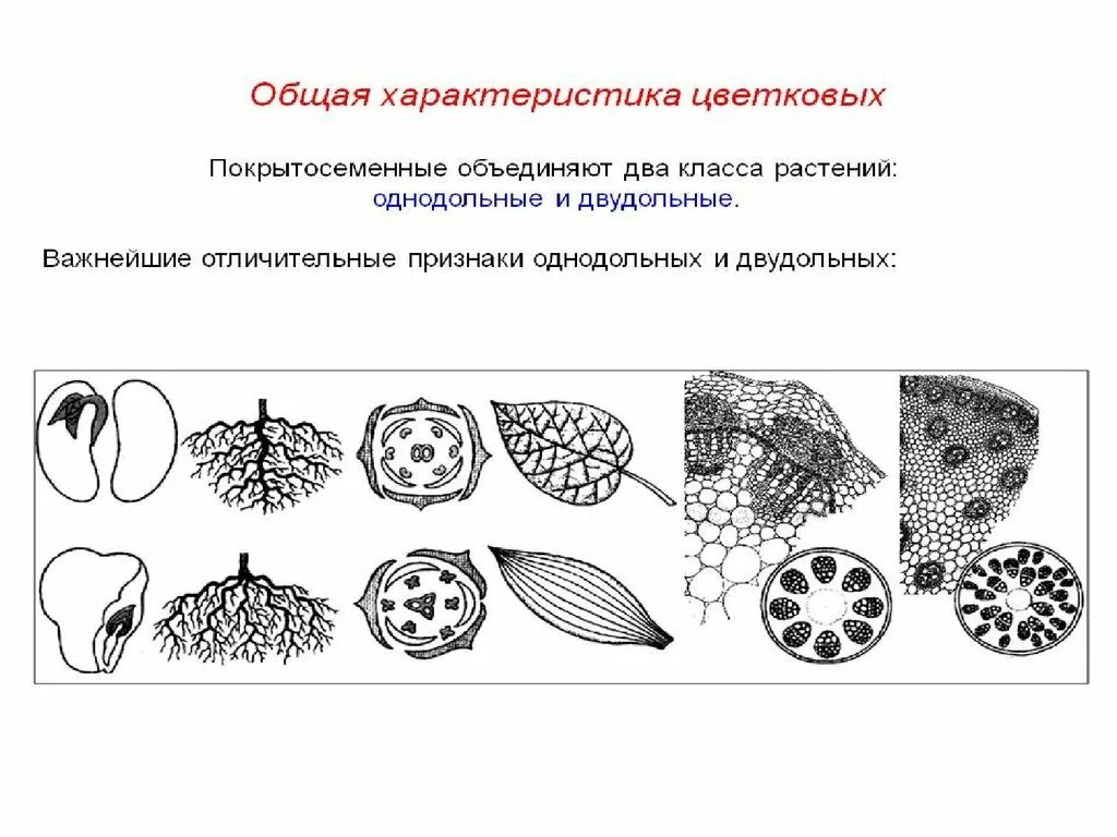 Каким номером на рисунке обозначено однодольное. Покрытосеменные растения Однодольные и двудольные. Классы однодольных и двудольных растений таблица. Отличительные признаки классов растений Однодольные и двудольные. Общая характеристика покрытосеменных.