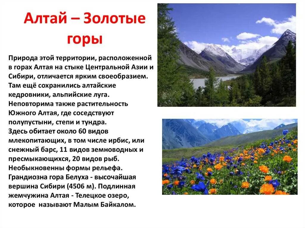 Реферат на тему особенности жизни в горах. Золотые горы Алтая краткое описание. Рассказ про гору Алтай. Золотые горы Алтая сообщение. Горы Алтай описание кратко.