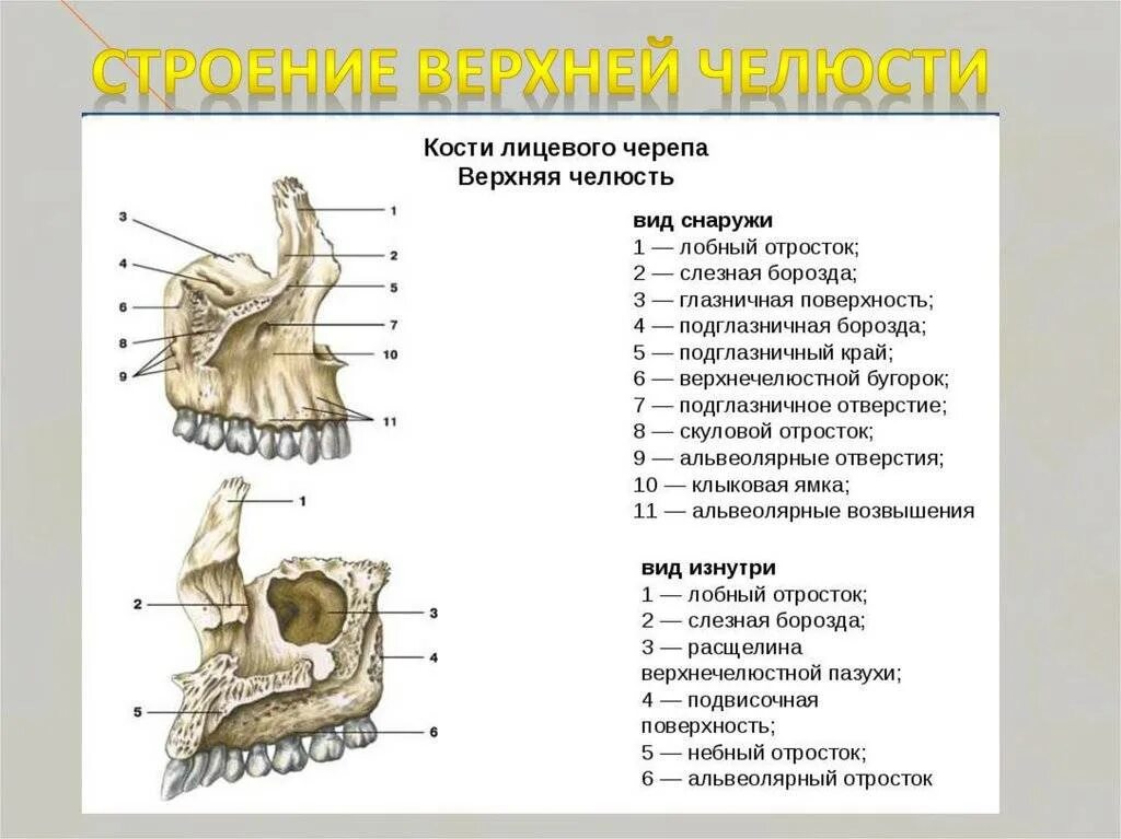 верхняя челюсть соединяется. скуловой отросток верхней челюсти. лобный отросток верхнечелюстной кости. верхняя челюсть анатомия сбоку. строение верхней челюсти медунивер.