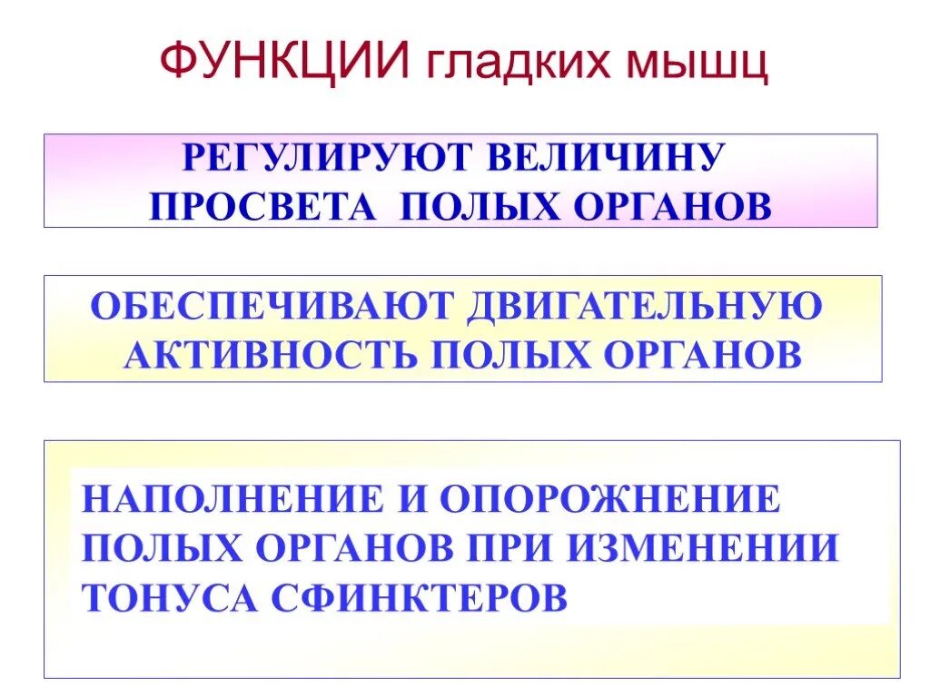 Функции гладких мышц. Гладкие мышцы функции. Функции мышц физиология. Функции гладких.