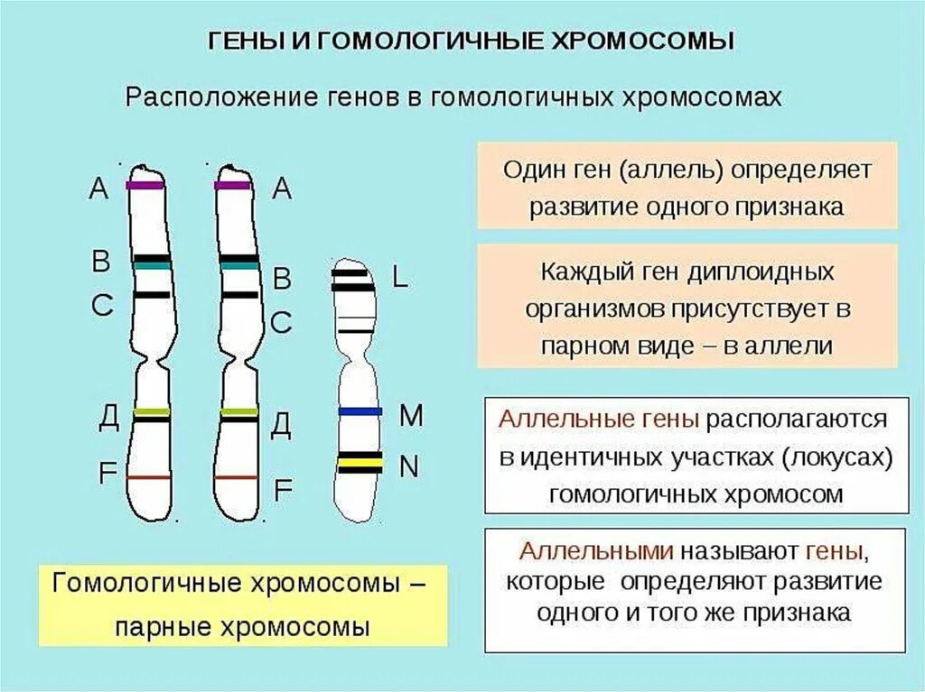 Название генов. Хромосомы и гены человека. гены в хромосомах располагаются. ген хромосома геном. расположение генов в хромосомах.