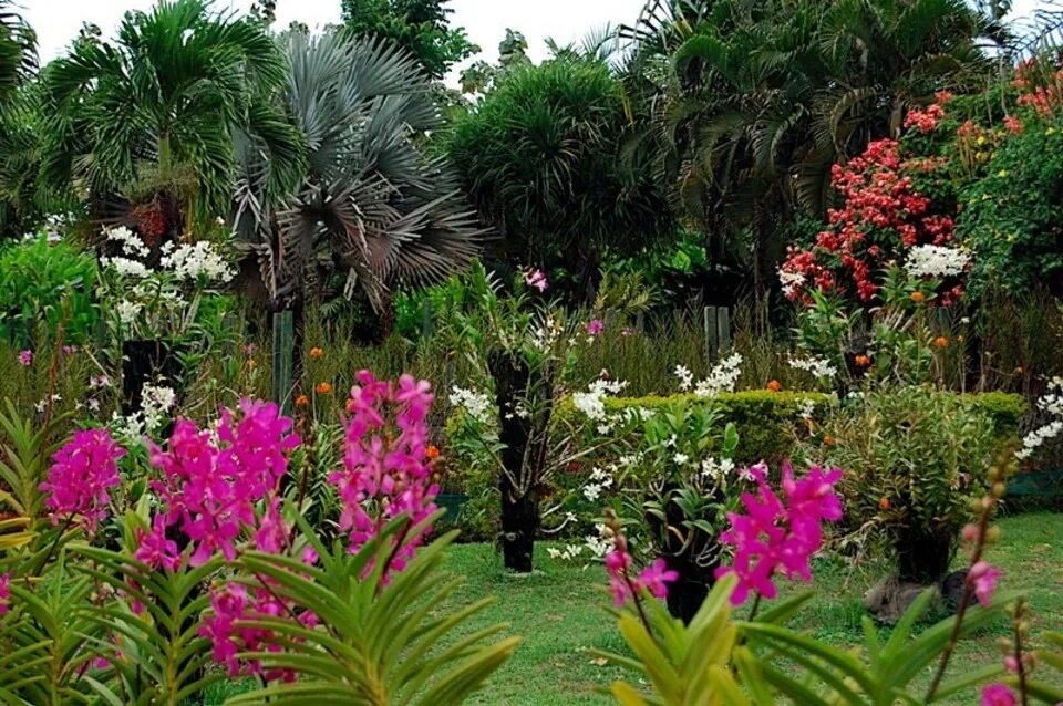 Цветы на бали. Парк орхидей Бали. Сад орхидей Бали. Сад орхидей (Bali Orchid Garden) Индонезия. Ботанический сад Бали.