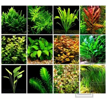 Plant selection
